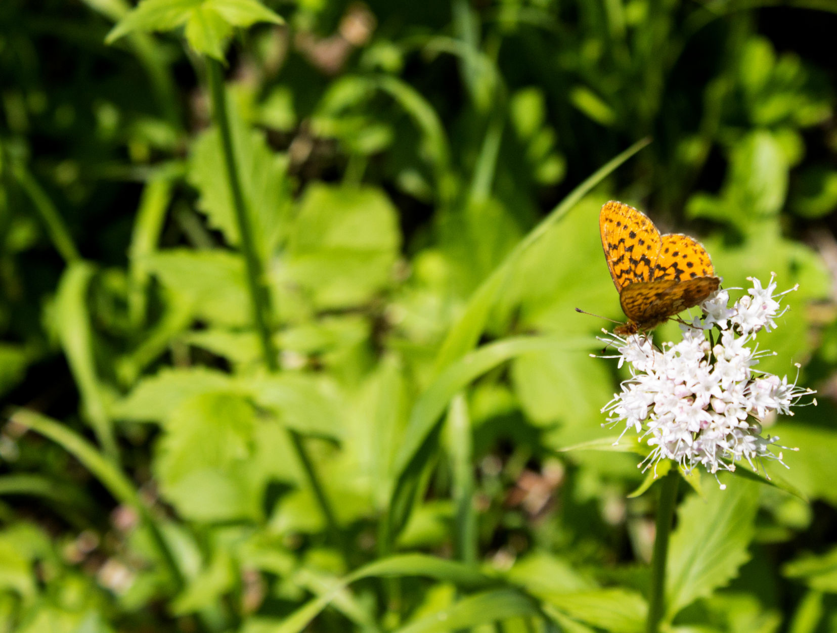 butterfly